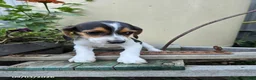 Beagle dogs for sale: Bonnie - Ad 5
