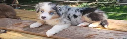Miniature Australian Shepherd dogs for sale: Spot - Ad 7
