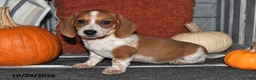 Miniature Dachshund dogs for sale: Wilbur - Ad 1