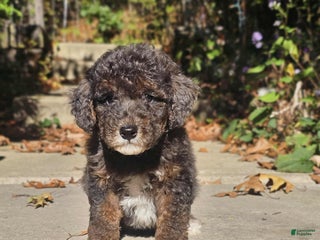 Miniature Poodle dogs - Ad 23