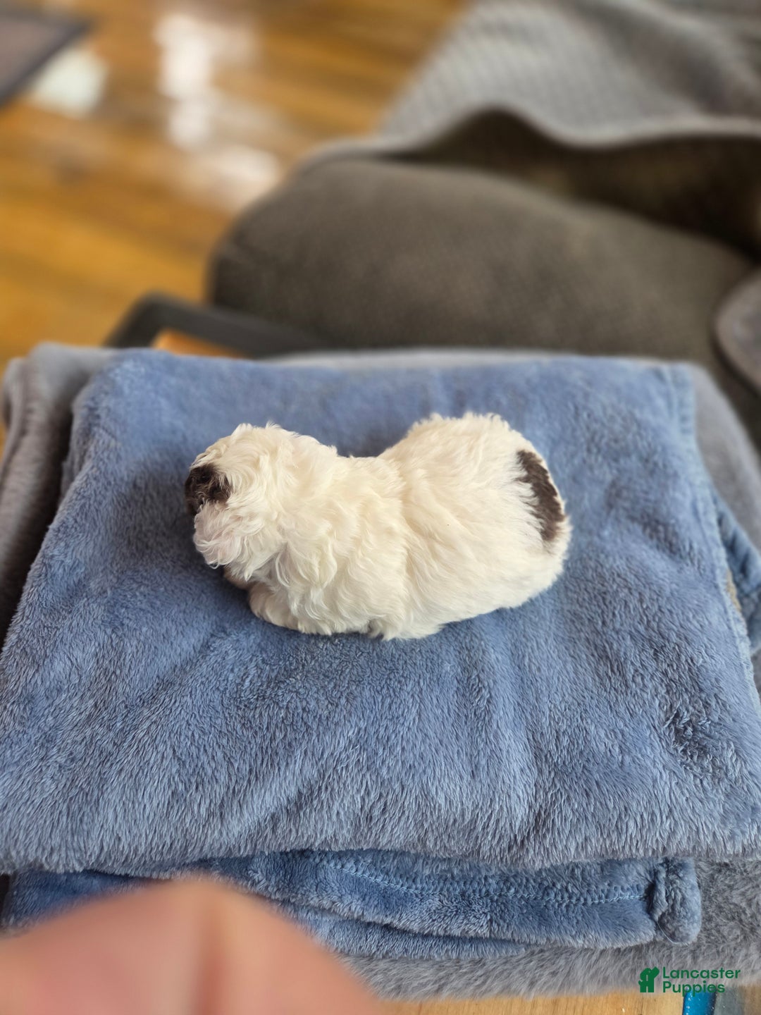 Toy Poodle dogs for sale: Toy Poodle Puppy 2 - Ad 4