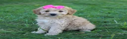 Mini Goldendoodle dogs for sale: Marla 🎀 - Ad 5