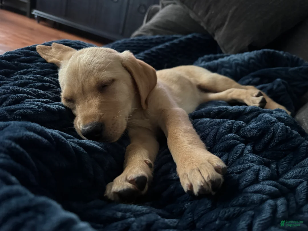 Goldador dogs for sale: Goldador - Sara -Started Puppy - Ad 1