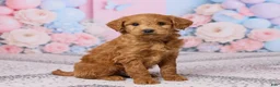 Mini Goldendoodle dogs for sale: Snickers - Ad 3