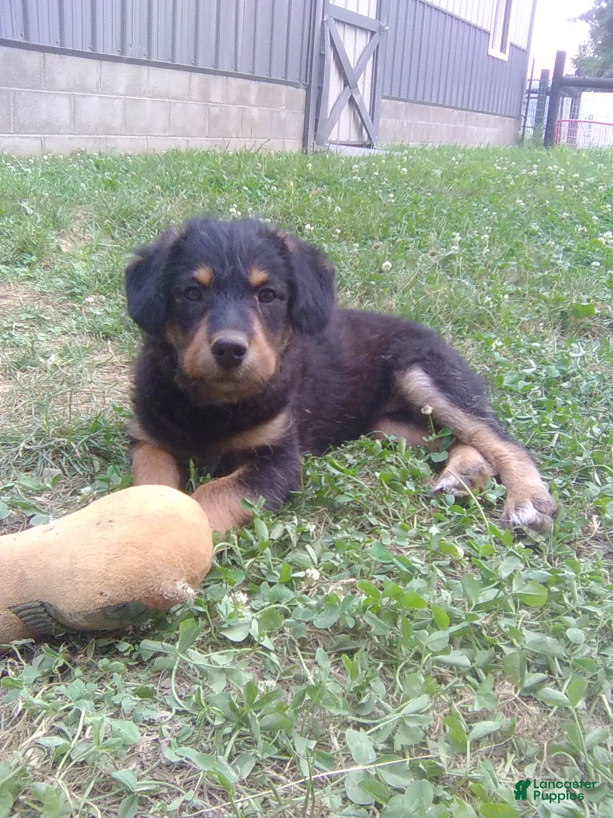 Mixed Breed dogs Arabelle - Ad 1