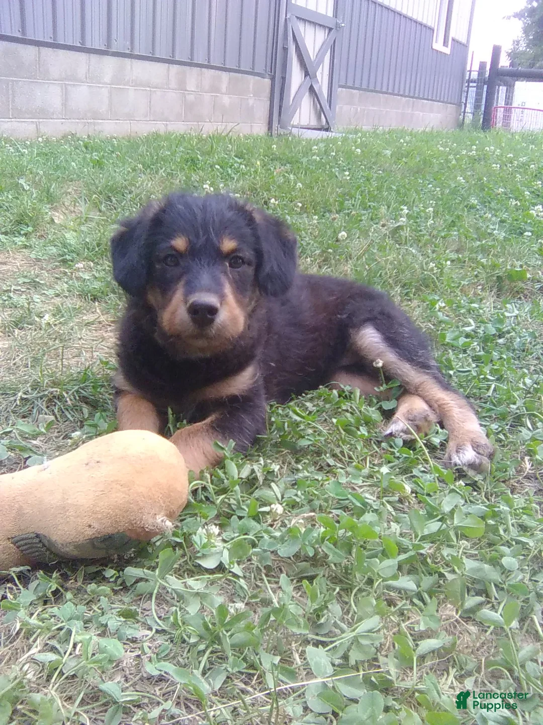 Mixed Breed dogs for sale: Arabelle - Ad 1
