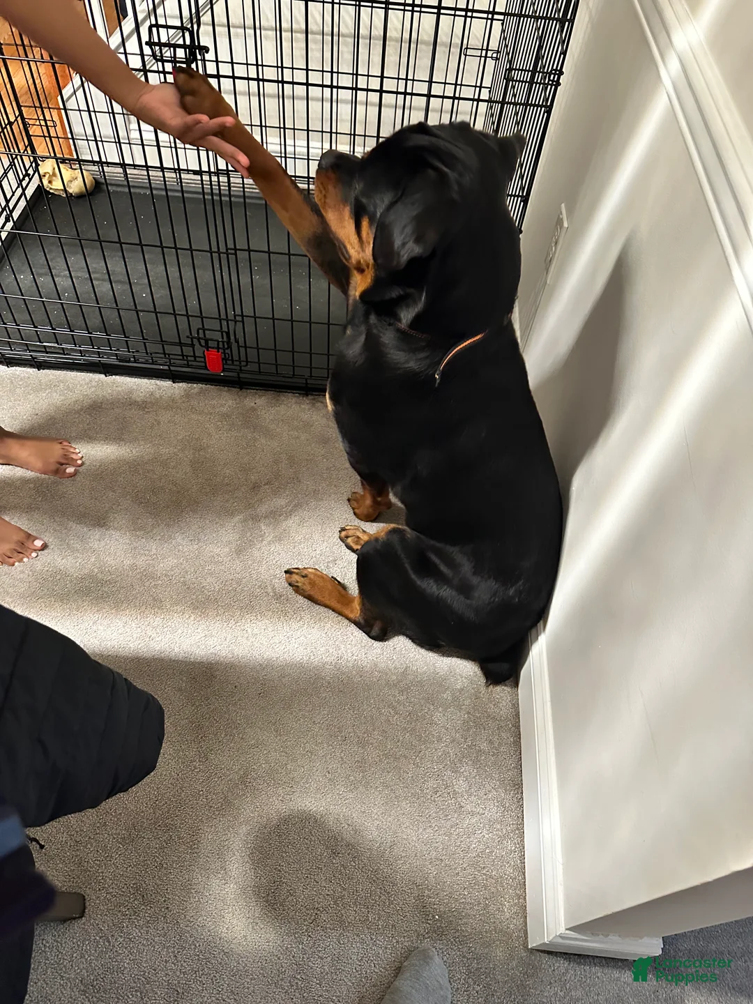 Gallery Image {{count}}