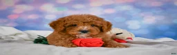 Cavapoo dogs for sale: Candy - Ad 6