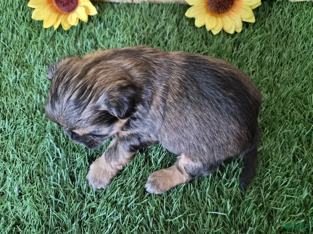 Shorkie dogs for sale: Whiskey - Ad 8