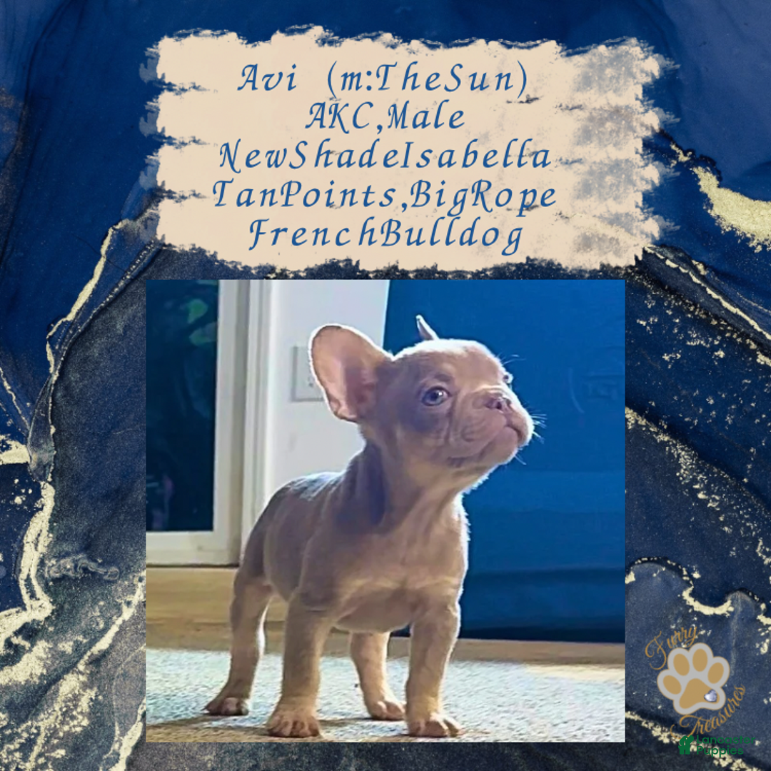 French Bulldog dogs for sale: Avi (mng: Light) - Ad 2