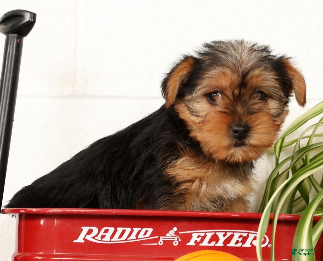 Yorkshire Terrier dogs for sale: Bella - Ad 4