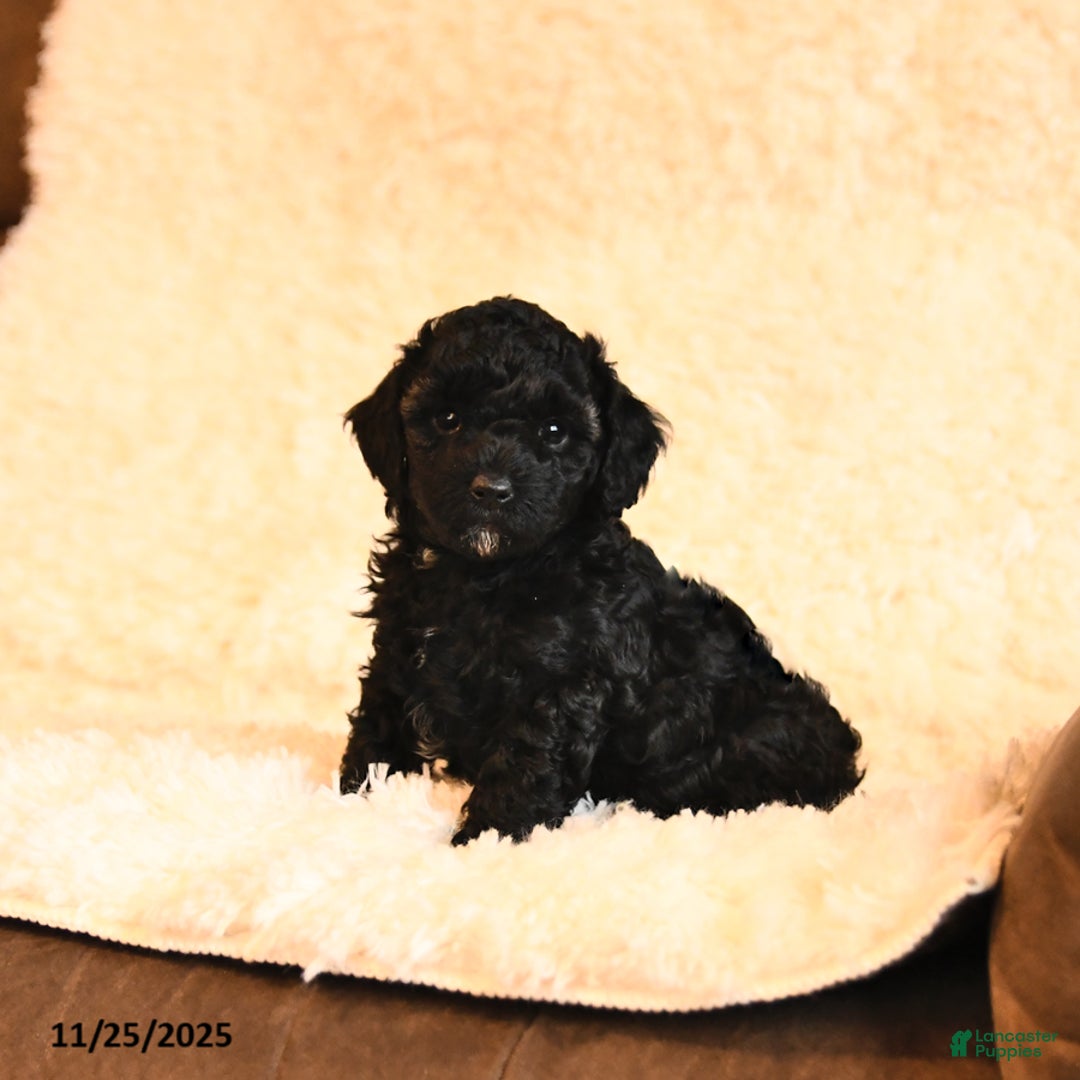 Toy Poodle dogs for sale: Baxter - Ad 4