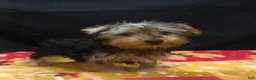 Yorkshire Terrier dogs for sale: Samson - Ad 2