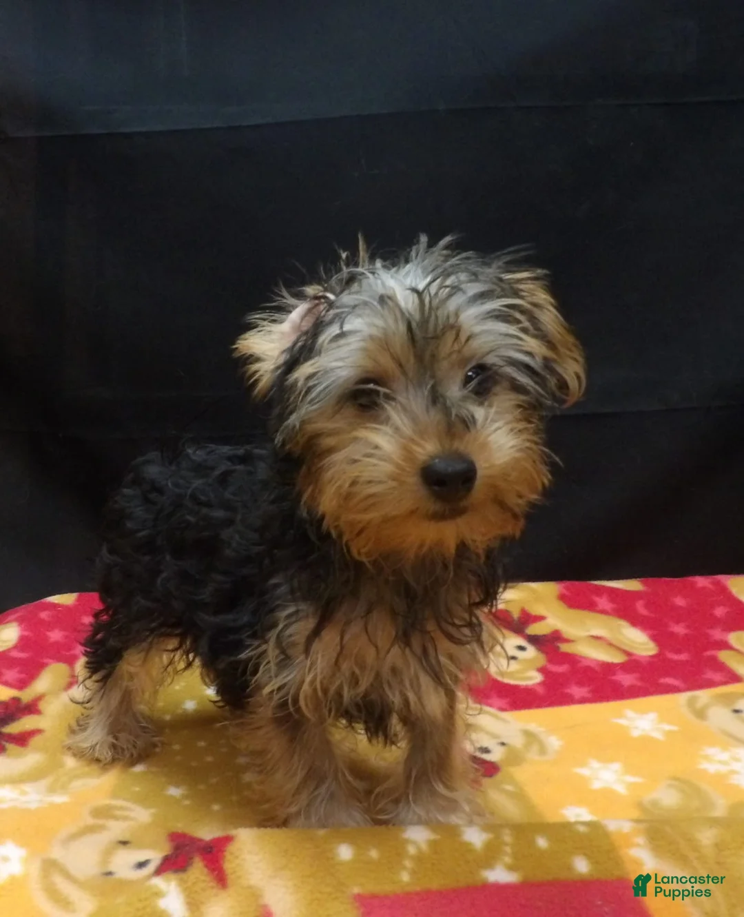 Yorkshire Terrier dogs for sale: Samson - Ad 2