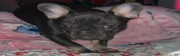 French Bulldog dogs for sale: Blaze - Ad 2