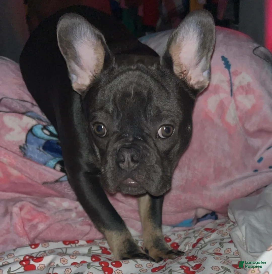 French Bulldog dogs for sale: Blaze - Ad 2