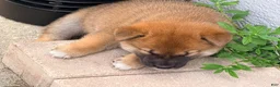 Shiba Inu dogs for sale: Shiba Inu 1 - Ad 3