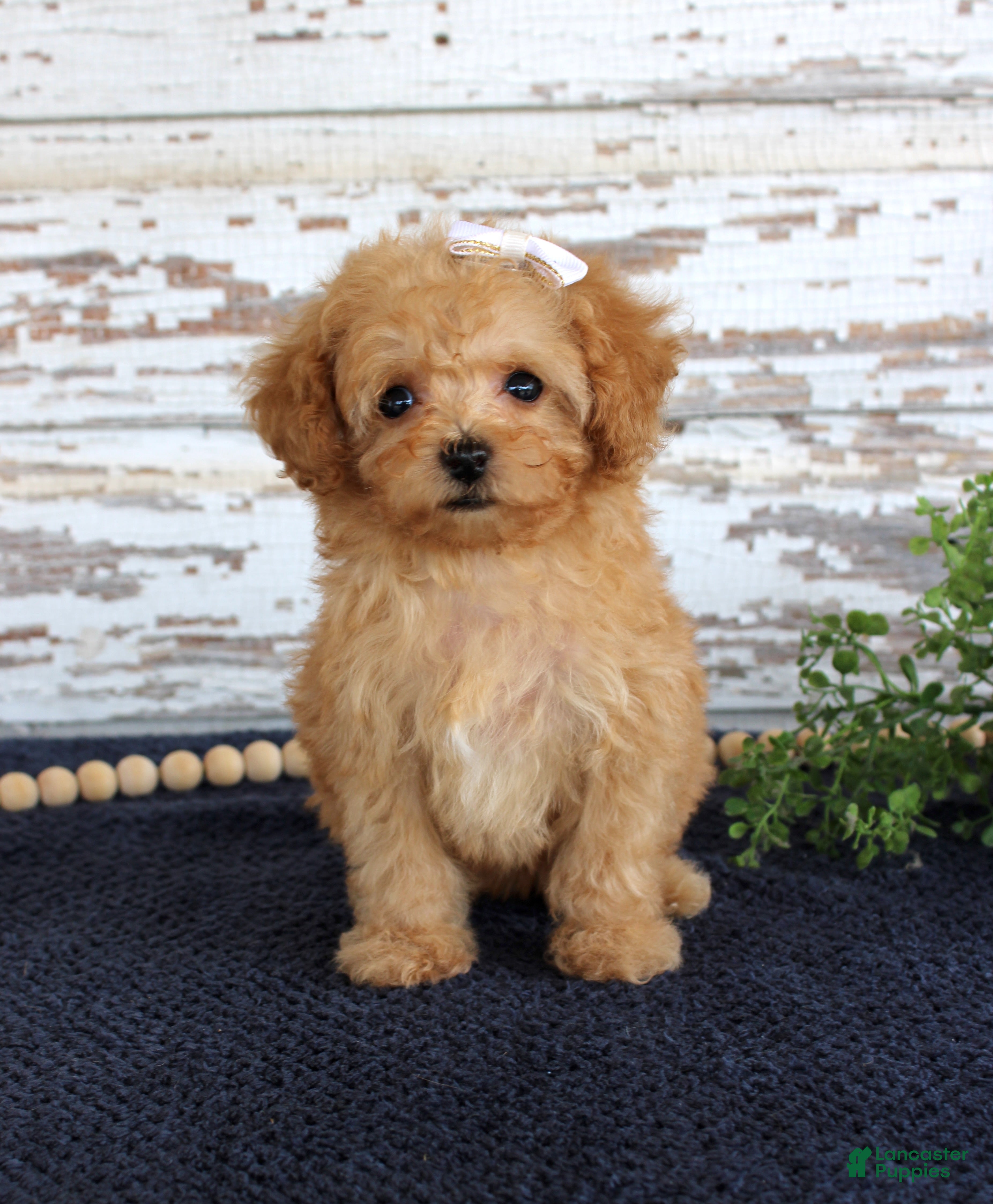 Toy Poodle dogs Tammi - Ad 34