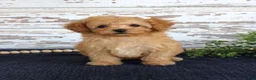Toy Poodle dogs for sale: Tammi - Ad 1