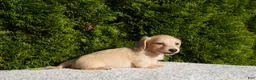 Miniature Dachshund dogs for sale: Dexter AKC - Ad 4