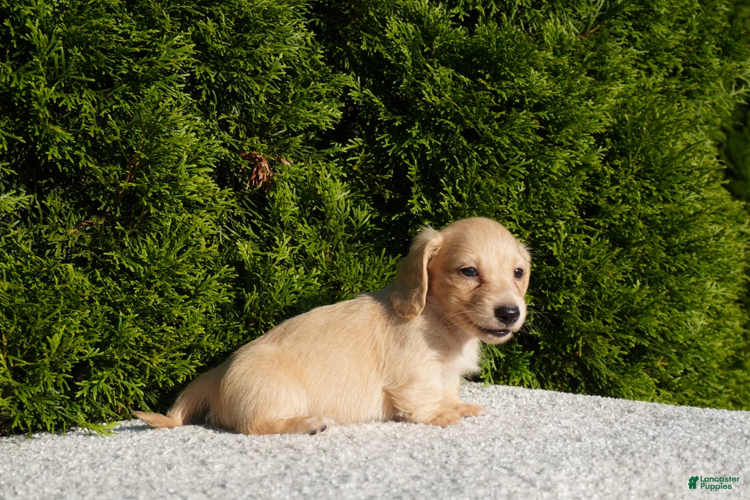 Miniature Dachshund dogs for sale: Dexter AKC - Ad 4
