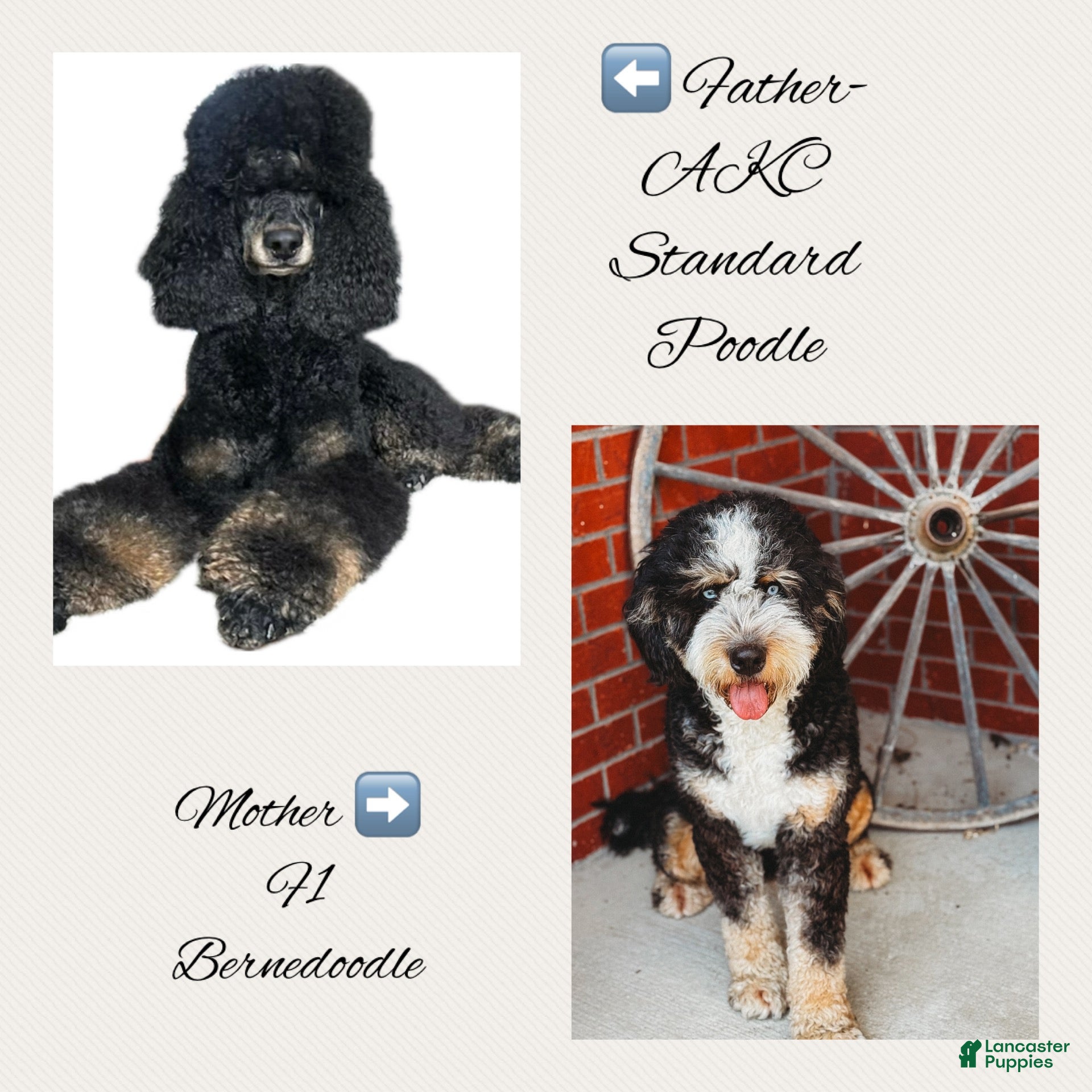 Bernedoodle dogs Female 🔥GOING OUT OF TOWN SALE  - Ad 2