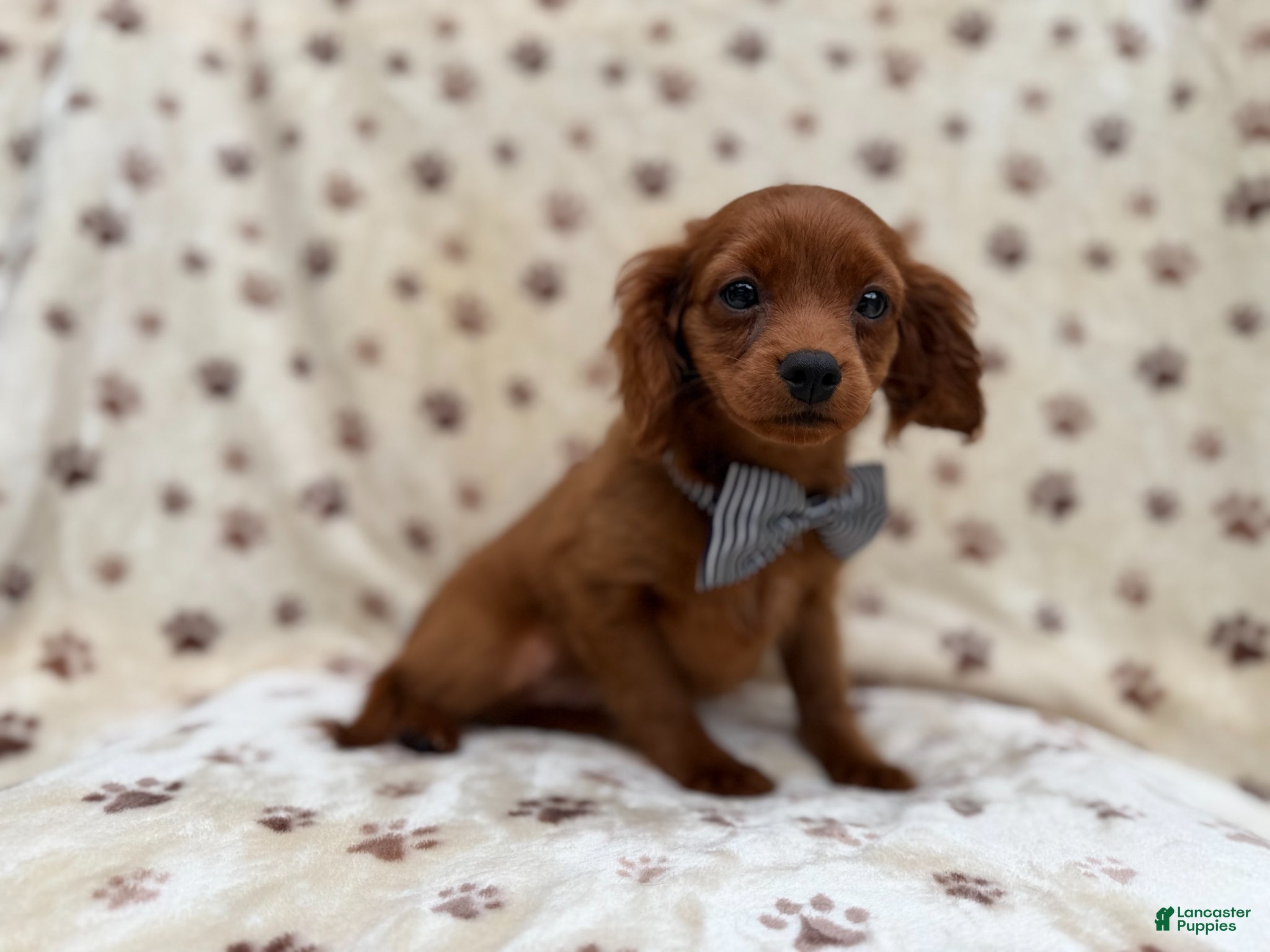 Cavapoo dogs Dax - Ad 17