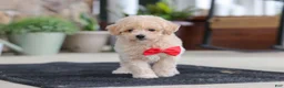 Maltipoo dogs for sale: Kolten - Ad 3
