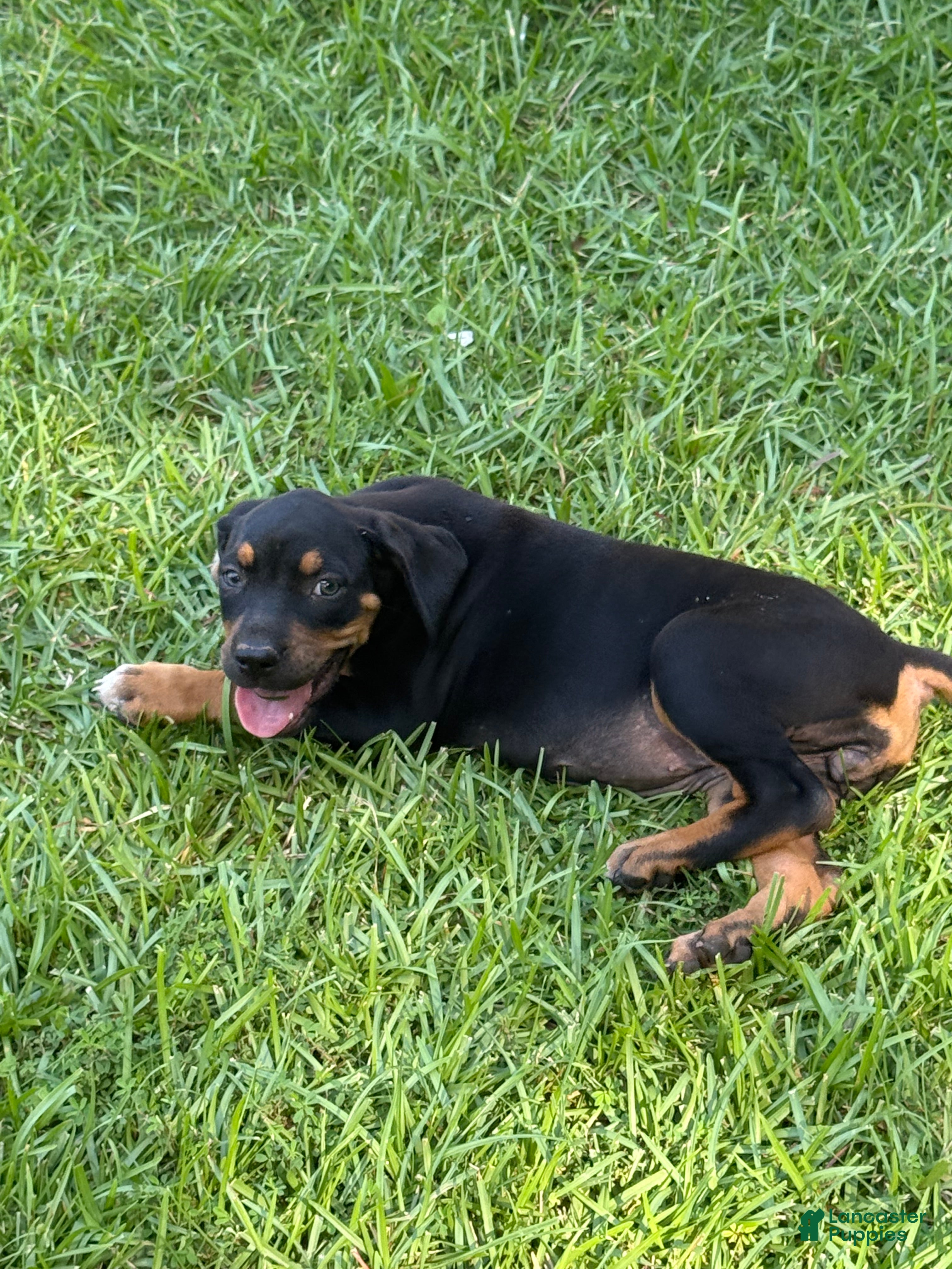 Catahoula Leopard Dog dogs Black Girl - Ad 1