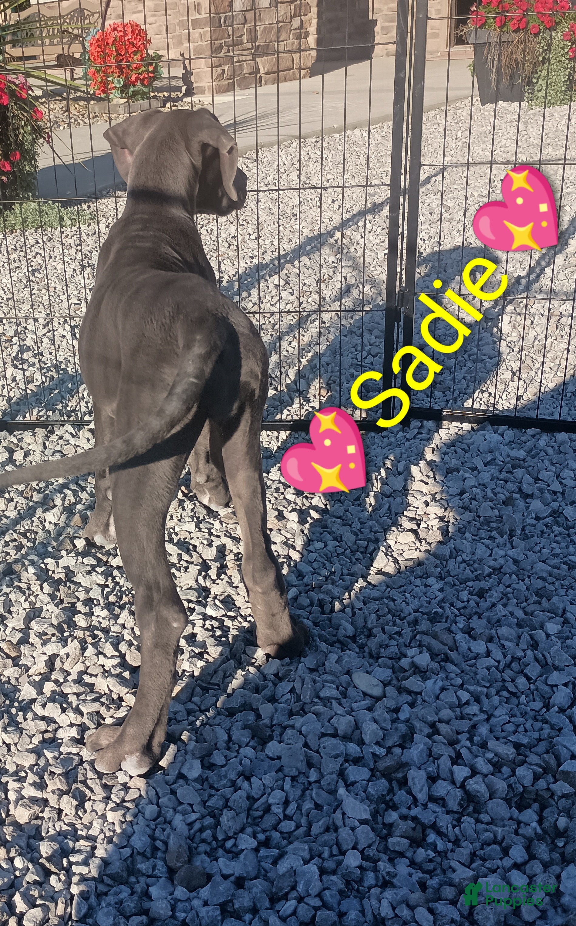 Great Dane dogs Sadie - Ad 2