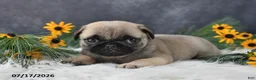 Pug dogs for sale: Karla - Ad 5