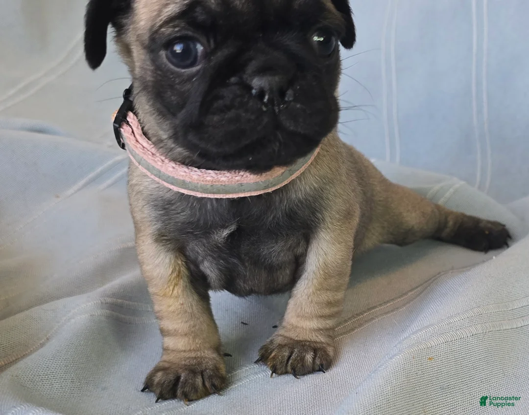 Pug dogs for sale: Norma Jean - Ad 10