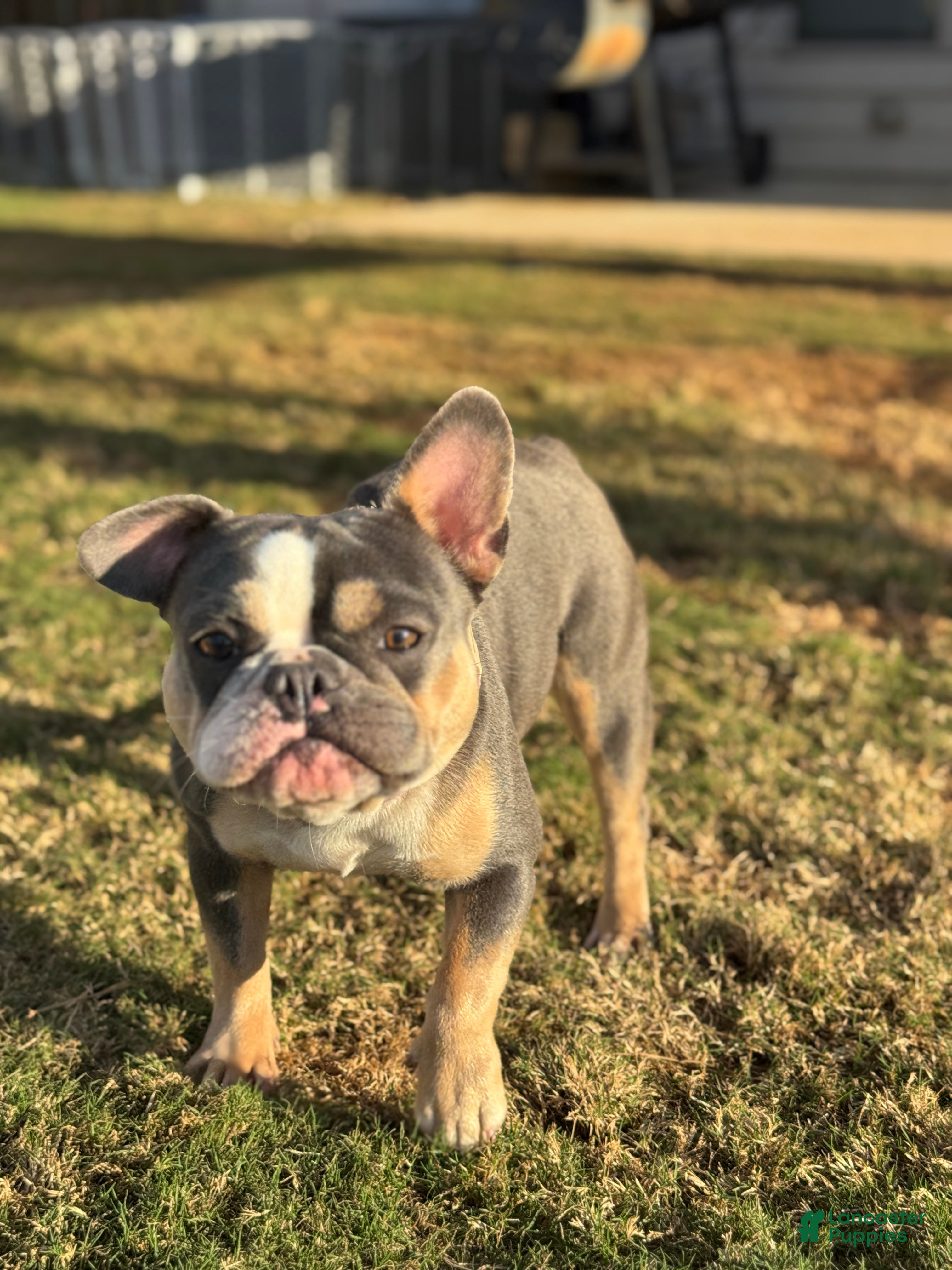 French Bulldog dogs French Bulldog litter of 7 puppies - Ad 37