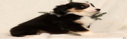 Miniature Australian Shepherd dogs for sale: Turbo - Ad 3