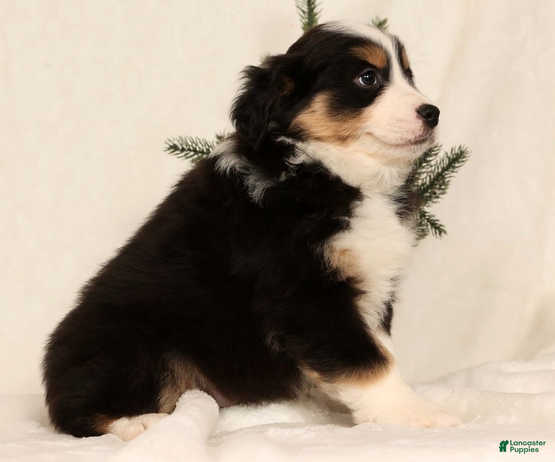 Miniature Australian Shepherd dogs for sale: Turbo - Ad 3