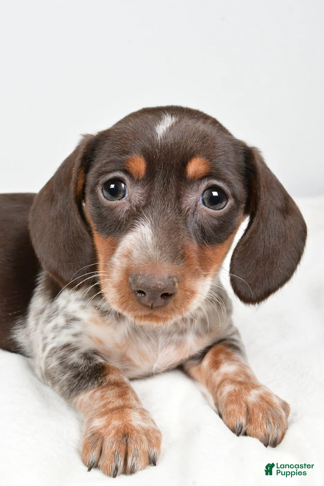 Dachshund dogs for sale: Piper - Ad 5