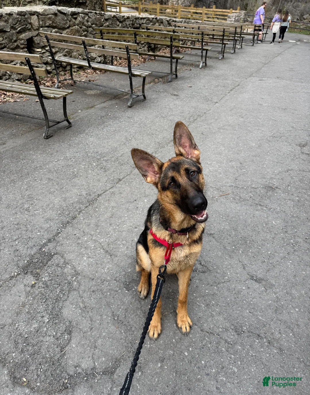 Mixed Breed dogs for sale: Mixed Breed Puppy 5 - Ad 2