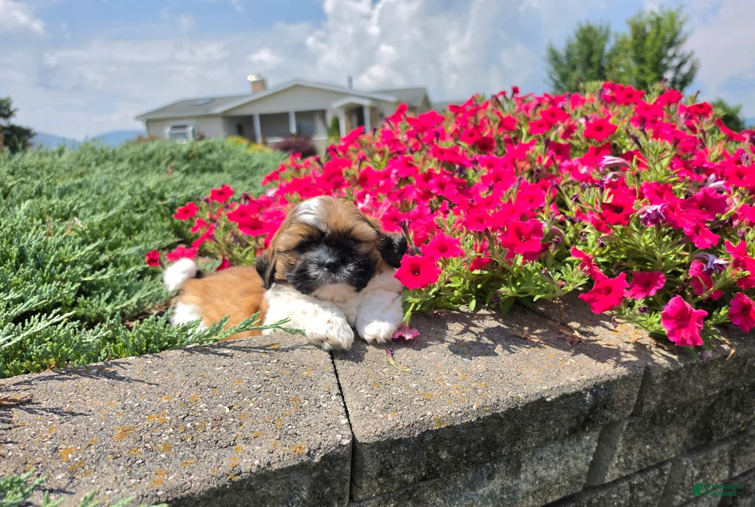 Shih Tzu dogs for sale: Andy - Ad 1