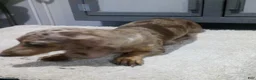 Miniature Dachshund dogs for sale: Dixie - Ad 6