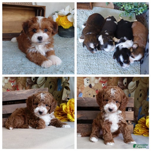 Gallery Image {{count}}