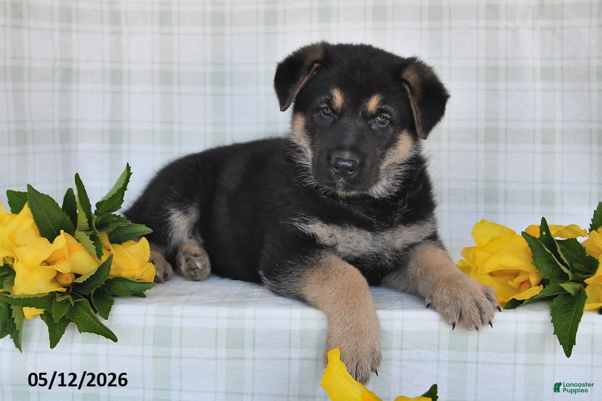 German Shepherd dogs  Nakita - Ad 2