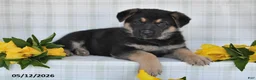 German Shepherd dogs for sale:  Nakita - Ad 2