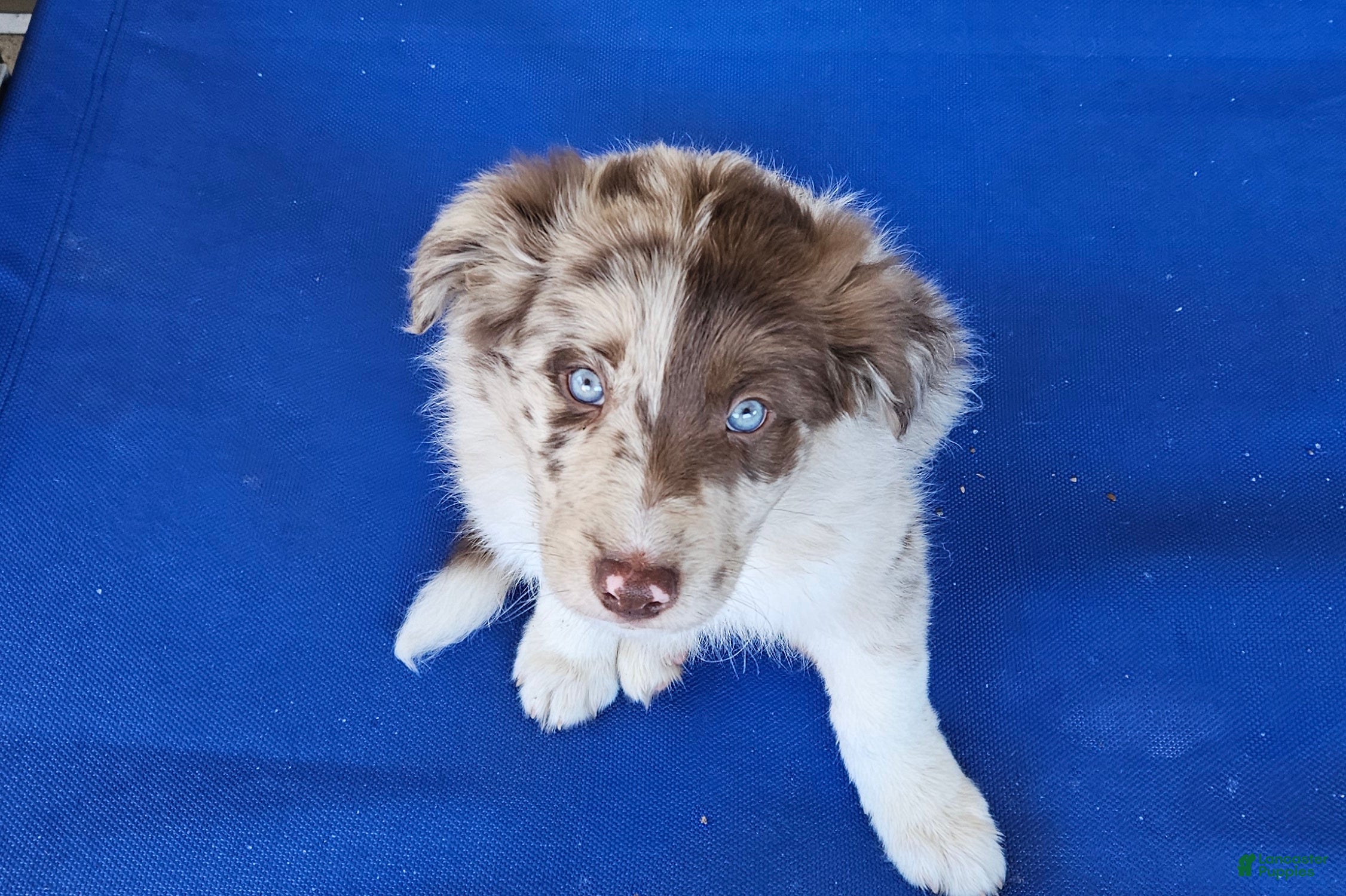Border Collie dogs Border Collie Puppy 2 - Red Merle - Ad 39