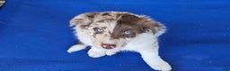 Border Collie dogs for sale: Border Collie Puppy 2 - Red Merle - Ad 1