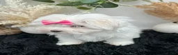 Maltese dogs for sale: AKC Pearl the Korean Maltese $3000 - Ad 5