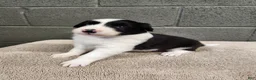 Border Collie dogs for sale: Willie - Pure Breed Border Collie - Ad 5