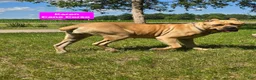 Cane Corso dogs for sale: Carl - Ad 4