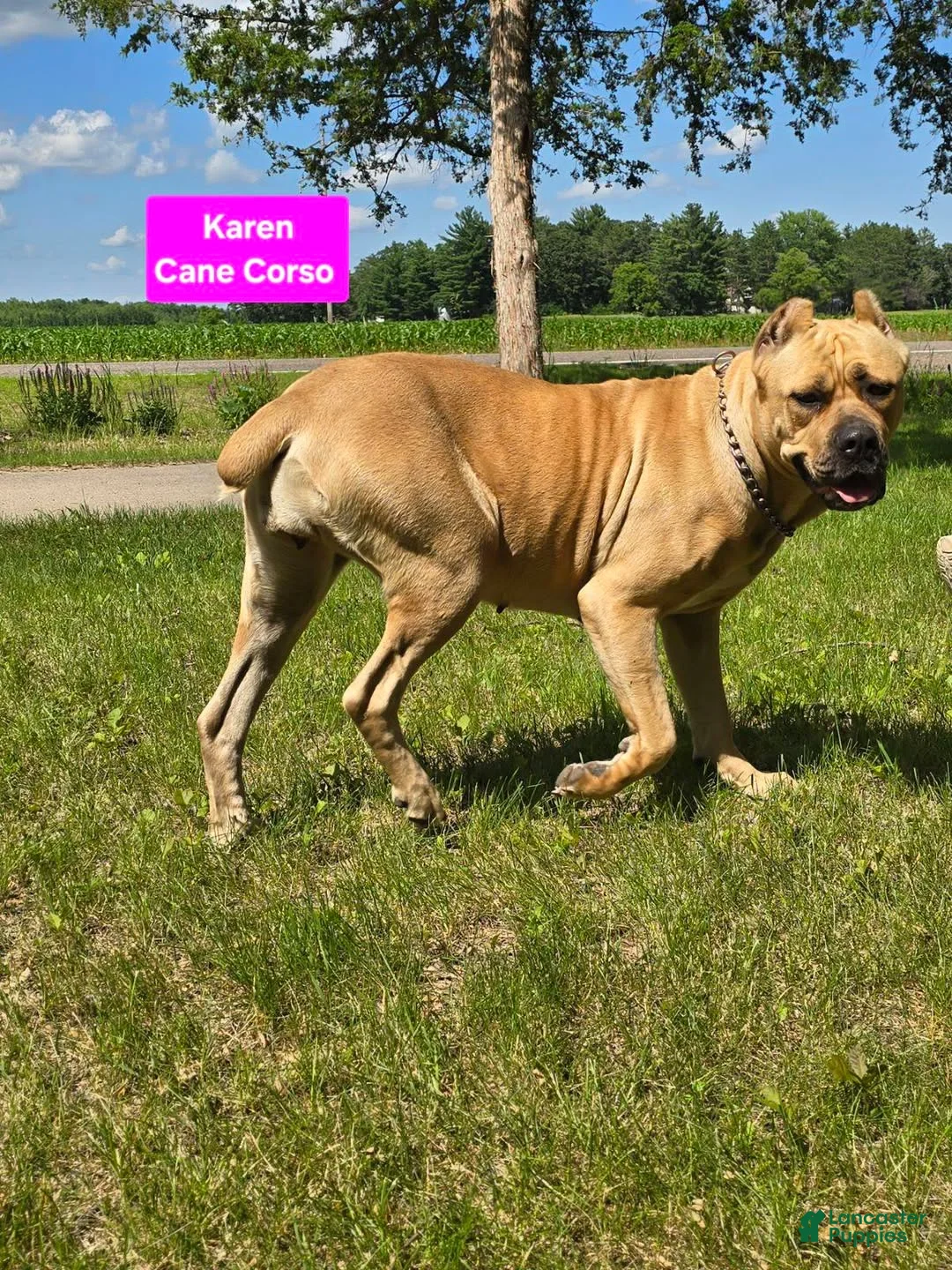 Cane Corso dogs for sale: Carl - Ad 4