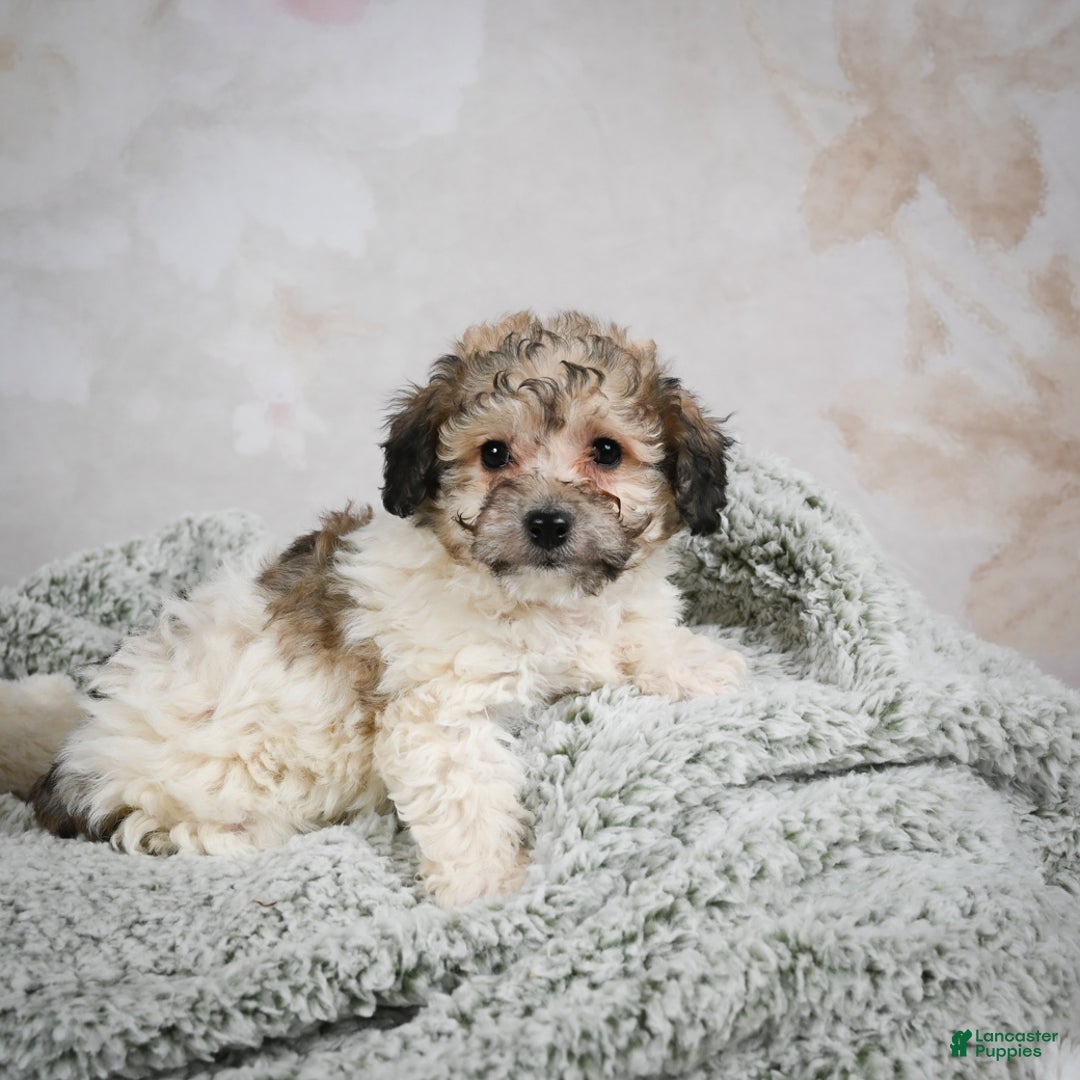 Bichpoo dogs for sale: Brady - Ad 1