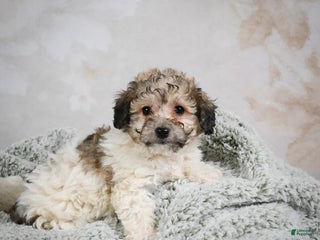 Bichpoo dogs Brady - Ad 18